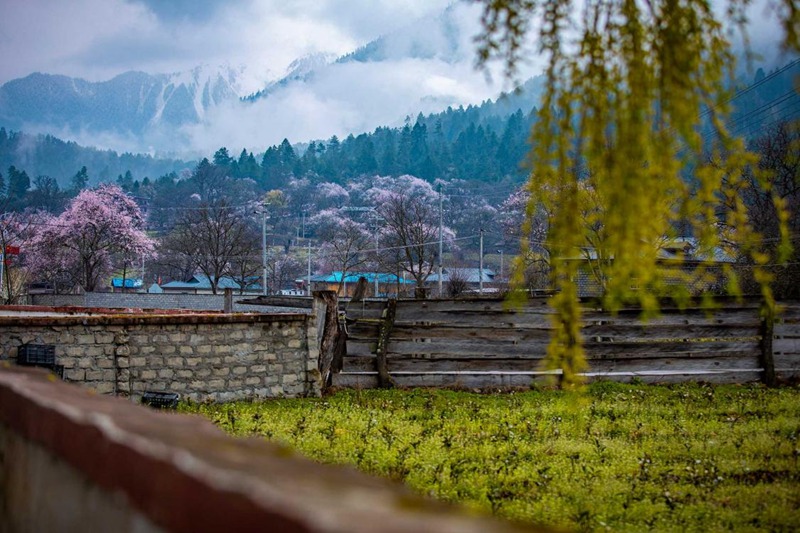 桃花深處的村莊。張靜攝