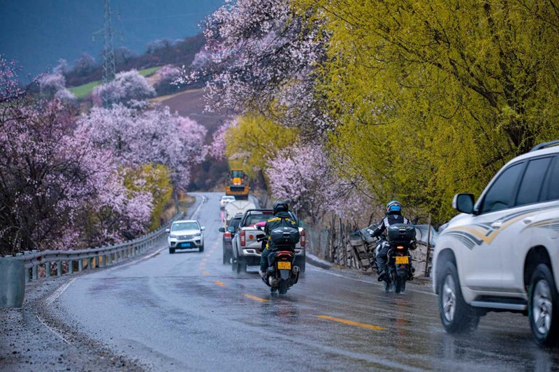 桃花林。張靜攝