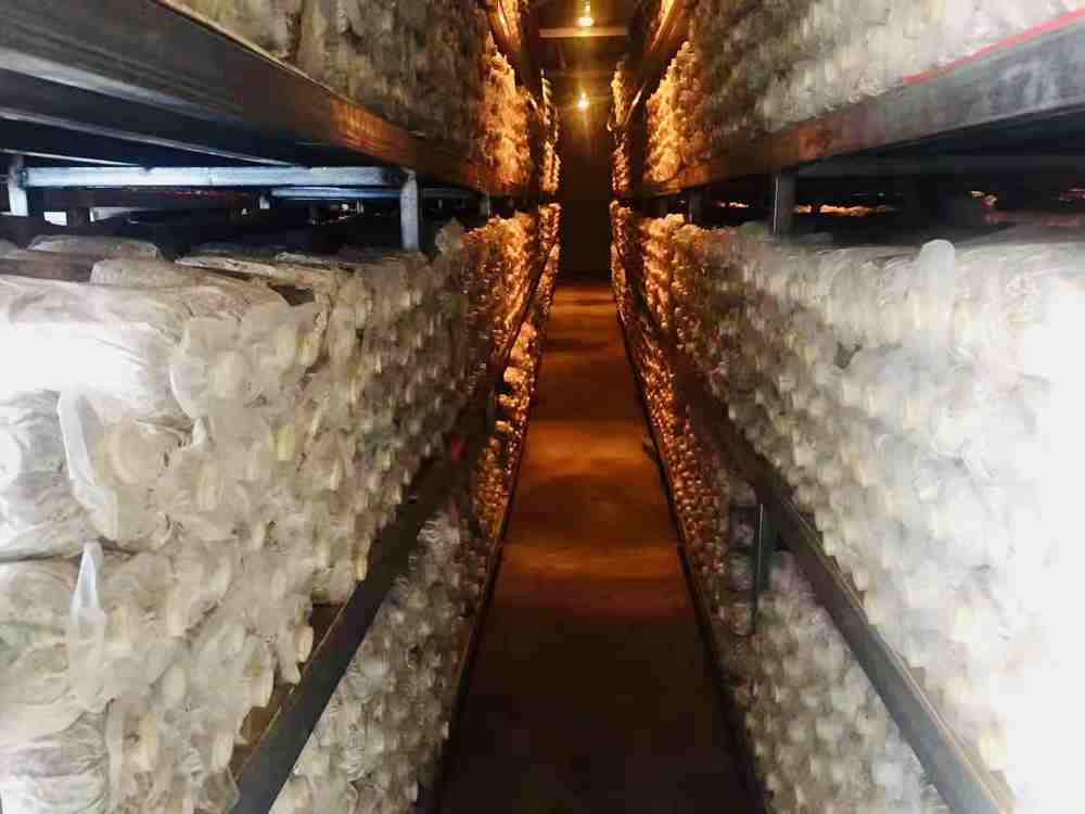 菌棒培育。索扎攝