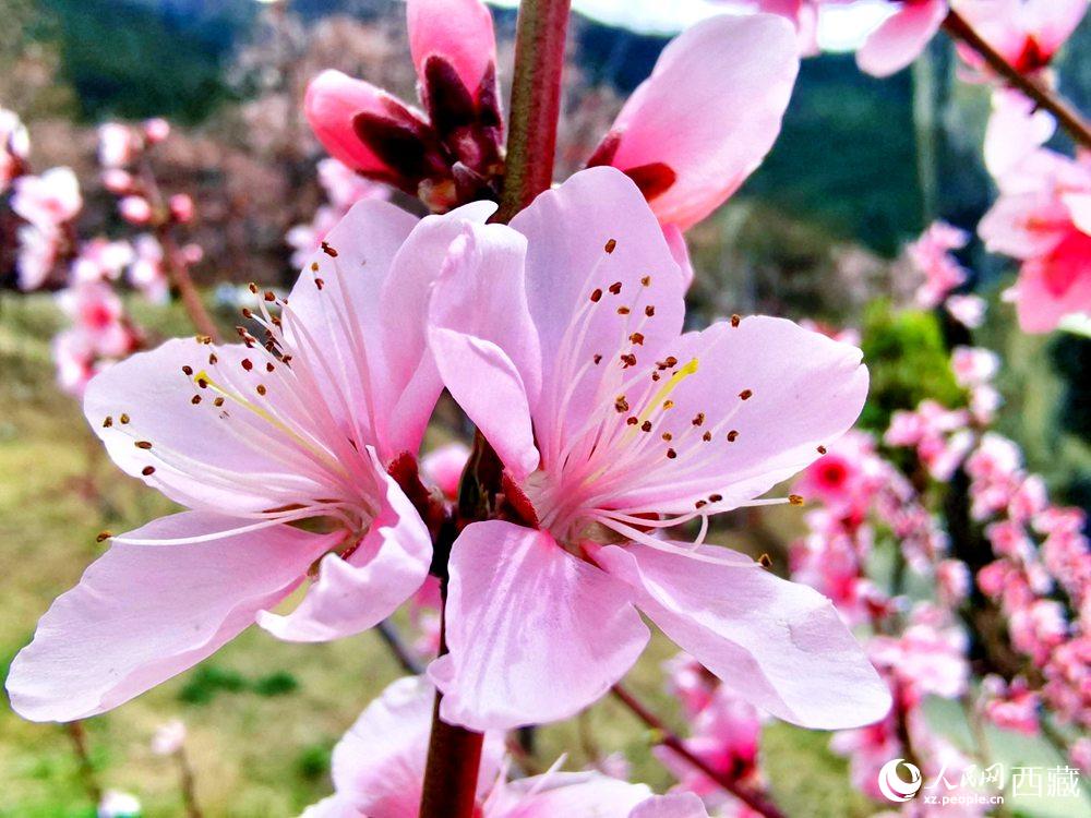 林芝桃花開。人民網(wǎng) 李海霞攝