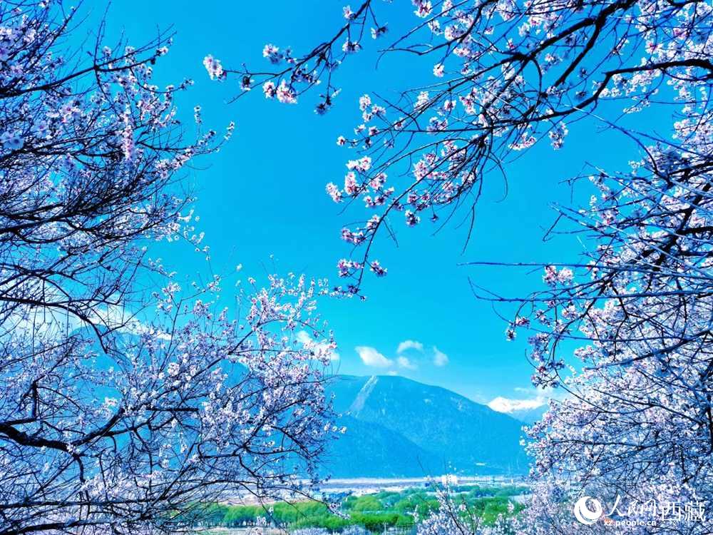 桃花在藍天白云的映襯下分外好看。人民網(wǎng) 李海霞攝