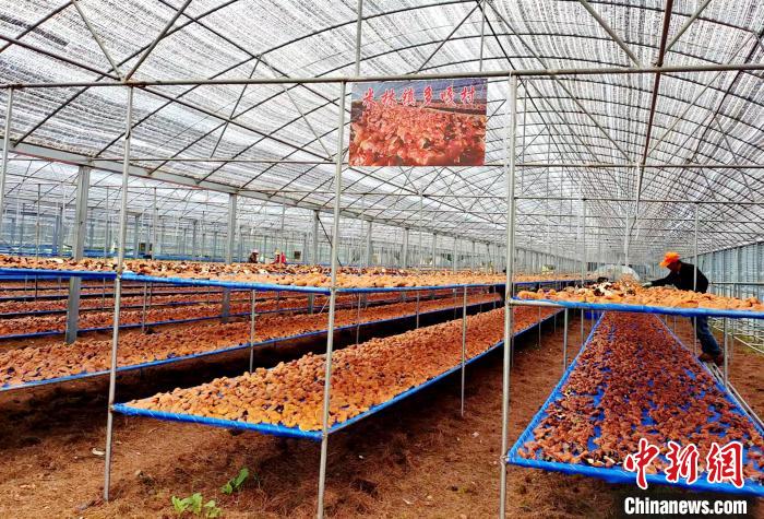 圖為紅太陽(yáng)科技示范家庭農(nóng)場(chǎng)采收的靈芝。　平措旺青供圖