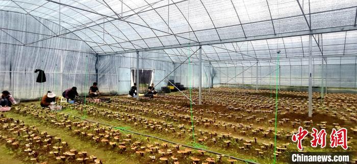 圖為紅太陽(yáng)科技示范家庭農(nóng)場(chǎng)組織民眾采收靈芝?！∑酱胪喙﹫D