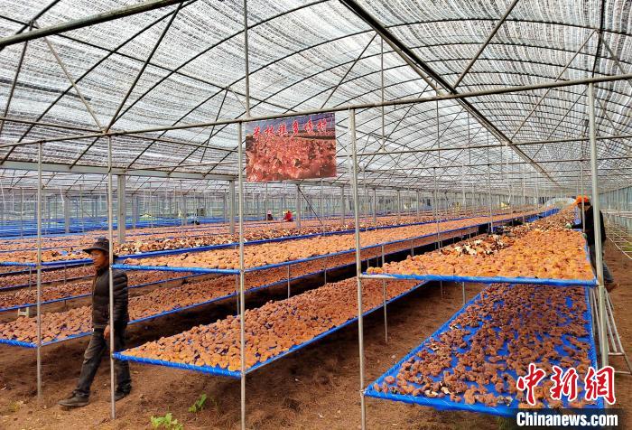 圖為紅太陽(yáng)科技示范家庭農(nóng)場(chǎng)采收的靈芝?！∑酱胪喙﹫D