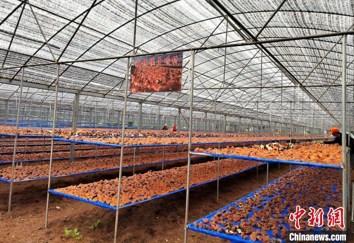 圖為紅太陽(yáng)科技示范家庭農(nóng)場(chǎng)采收的靈芝。　平措旺青供圖