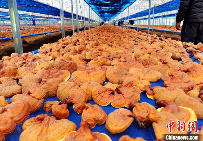 圖為紅太陽(yáng)科技示范家庭農(nóng)場(chǎng)采收的靈芝?！∑酱胪喙﹫D