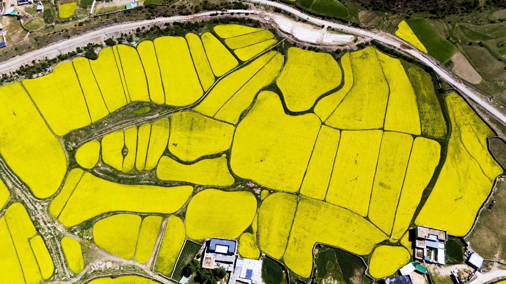 西藏墨竹工卡縣油菜農(nóng)田。
