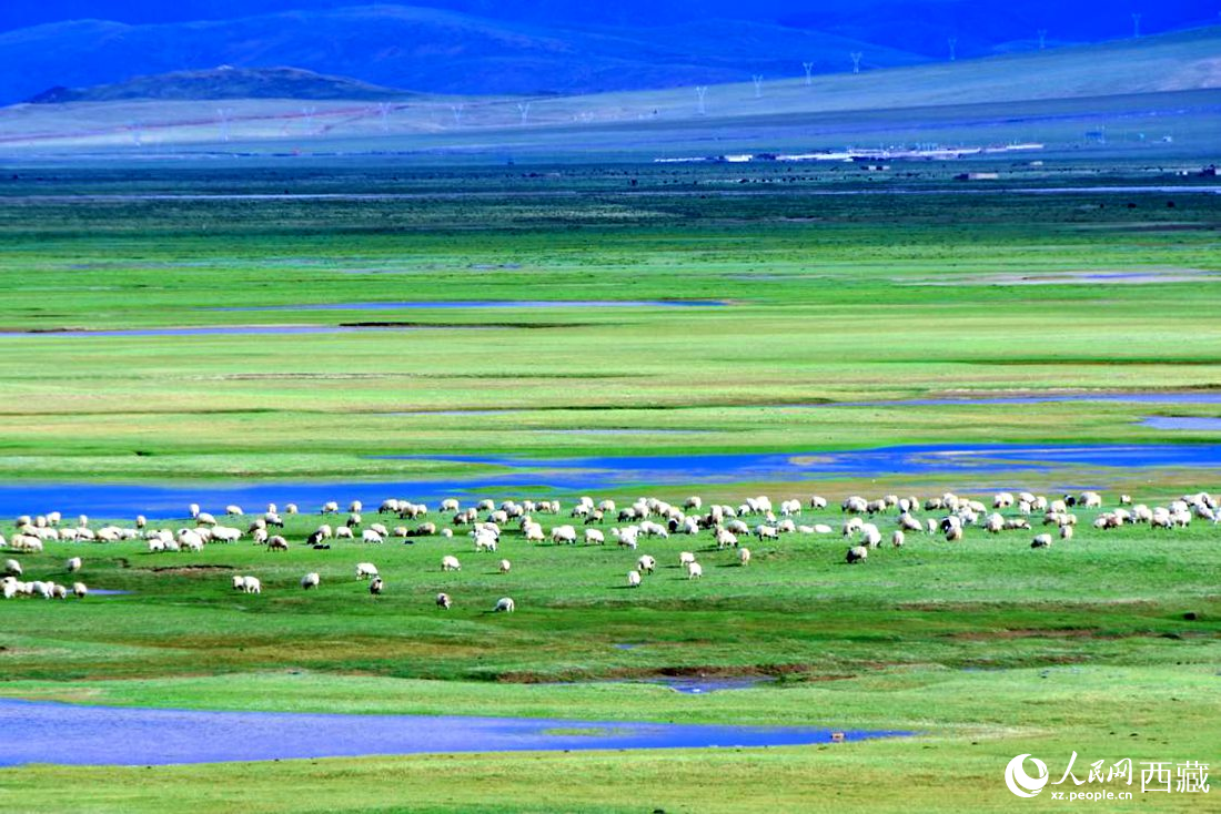 水草豐美的草原，牛羊悠閑覓食。人民網(wǎng) 李海霞攝