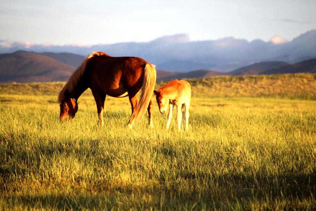 馬兒在草地上覓食。普布桑杰攝