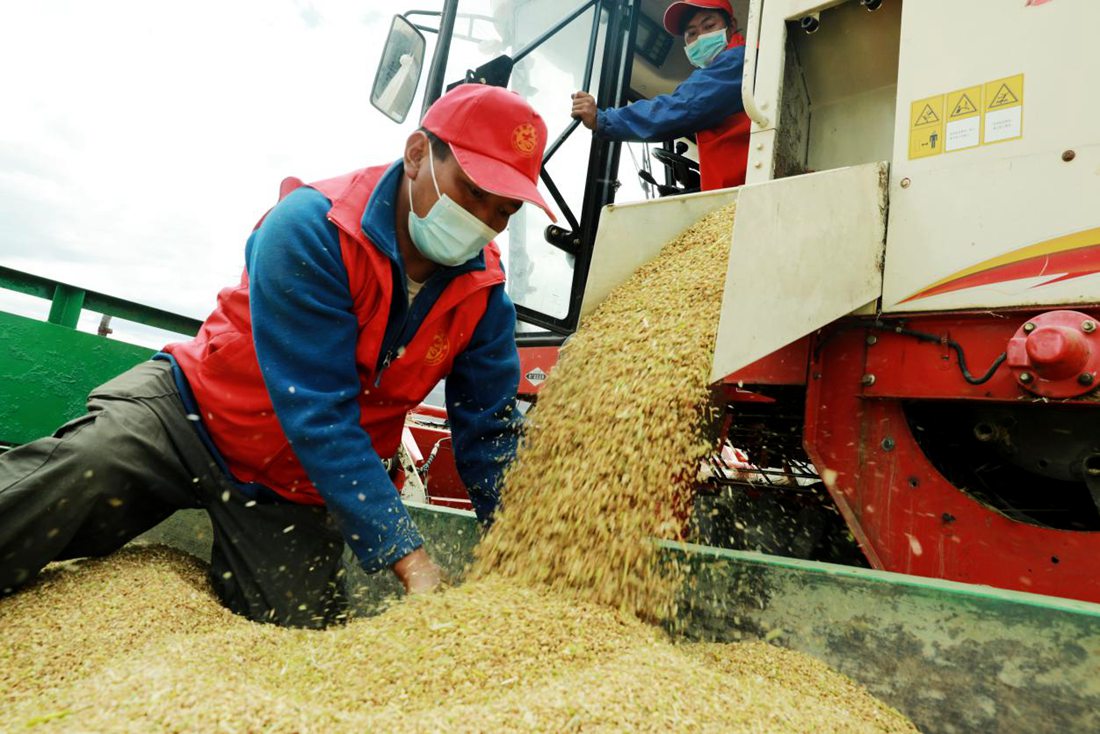 疫情之下，志愿者是田間最美的風(fēng)景。洛克攝