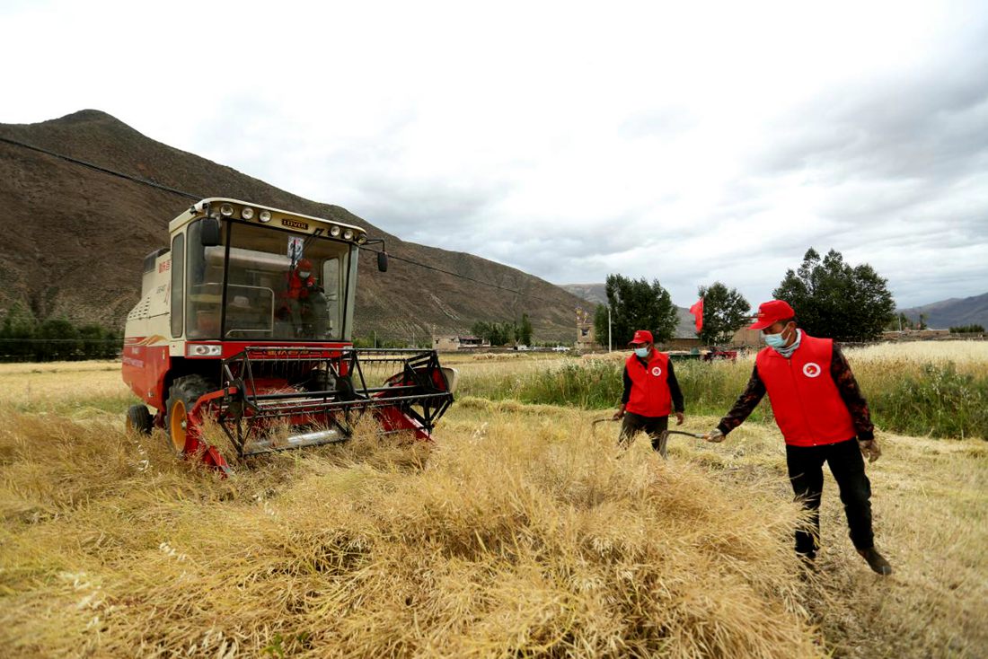 陣陣機(jī)械的轟鳴聲傳來豐收的喜悅。洛克攝