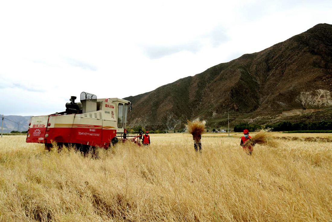 希望的田野。洛克攝