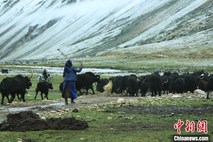 圖為牧民在趕牦牛?！÷蹇?攝