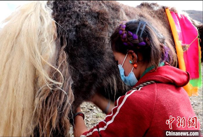 圖為牧民正在擠奶?！∪湛t文聯(lián)供圖