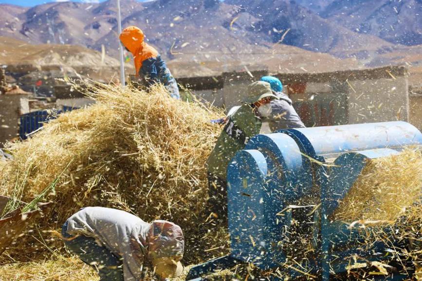 西藏吉?。簬愠两襟w驗(yàn)秋收打場(chǎng)