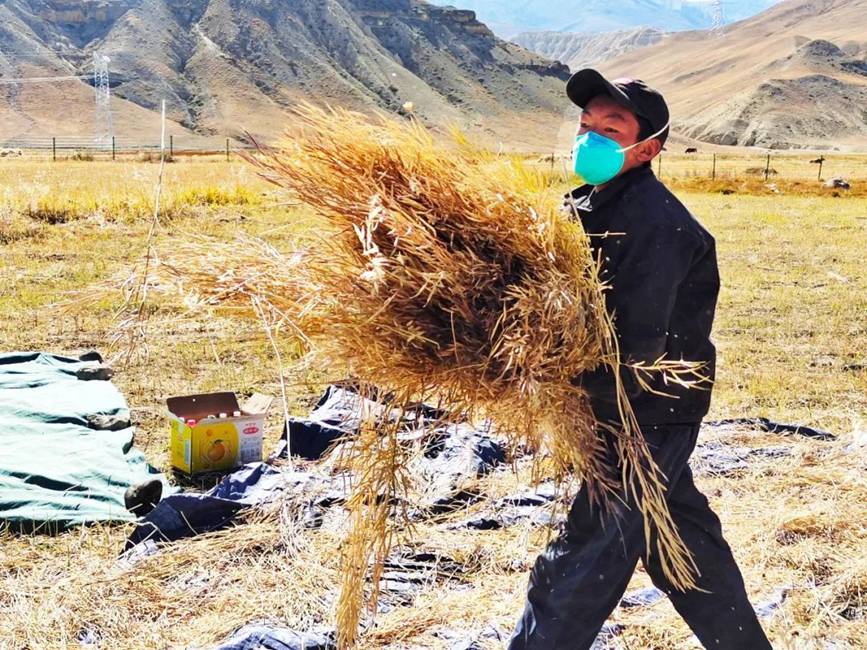 西藏吉隆：帶你沉浸式體驗(yàn)秋收打場(chǎng)【2】