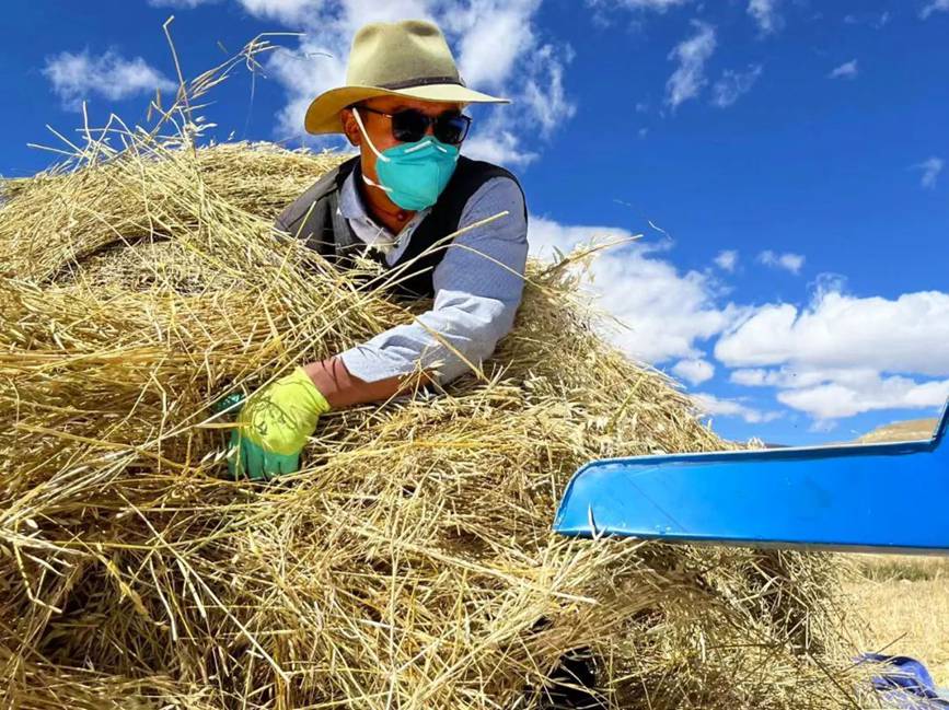 西藏吉?。簬愠两襟w驗(yàn)秋收打場(chǎng)【3】