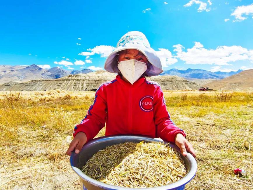 西藏吉?。簬愠两襟w驗(yàn)秋收打場(chǎng)【9】