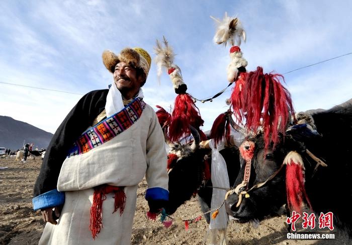資料圖為2013年3月16日，拉薩市堆龍德慶區(qū)德慶村的農(nóng)民牽著牦牛參加春耕儀式，按照傳統(tǒng)方式由牦牛開第一犁。 <a target='_blank' href='/'><p  align=
