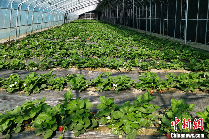 圖為10月21日，康馬縣薩馬達(dá)鄉(xiāng)高原溫室大棚內(nèi)的草莓長勢良好。<a target='_blank' href='/'><p  align=
