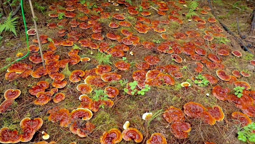 靈芝長勢喜人。