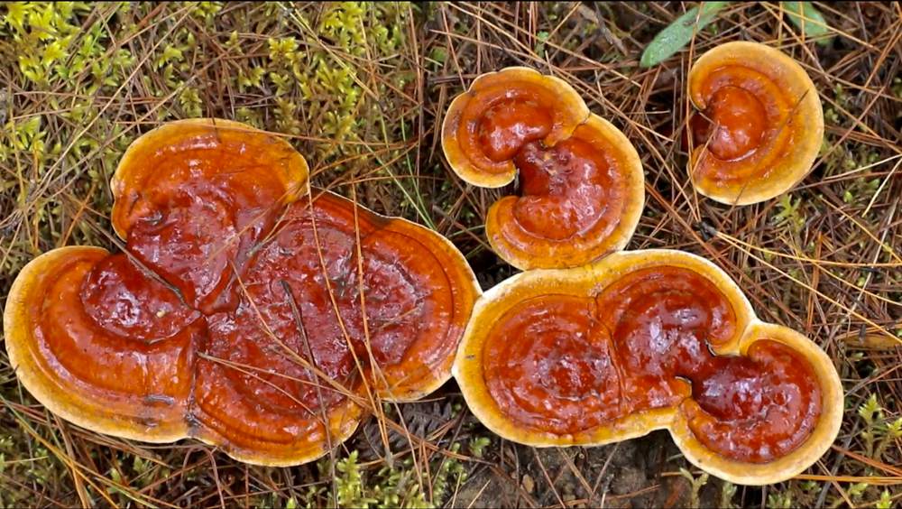 破土而出的靈芝宛如一把把撐開的“小雨傘”。
