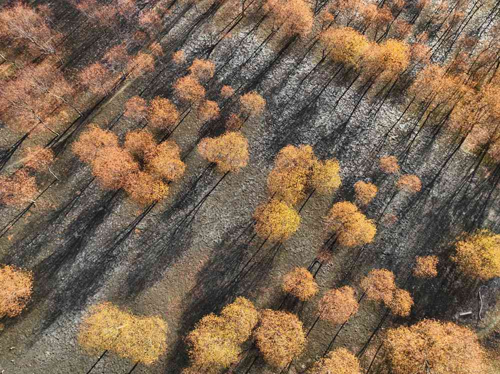 入冬時節(jié)，雅魯藏布江畔的樹林一片金黃。