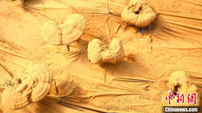 圖為靈芝基地內孢子粉布滿塑料膜。　德吉 攝