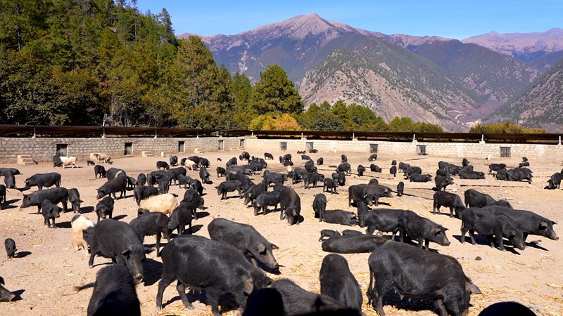 養(yǎng)殖基地里的藏香豬。