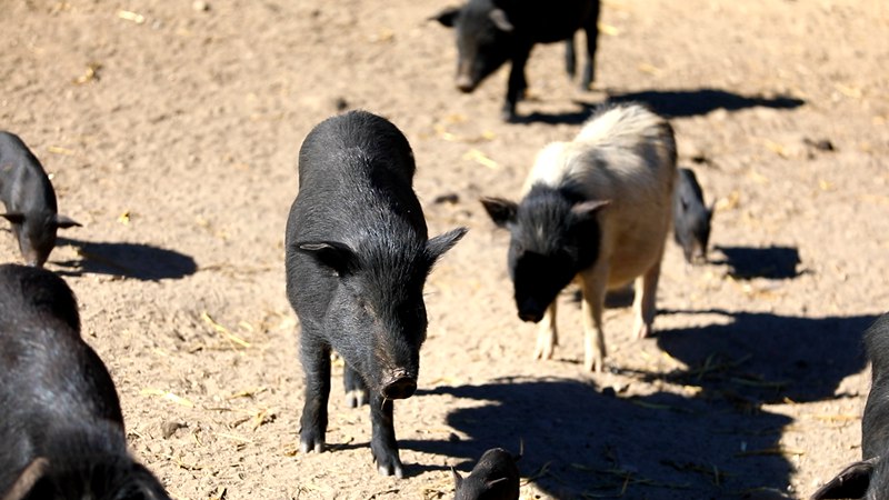 藏香豬在覓食。