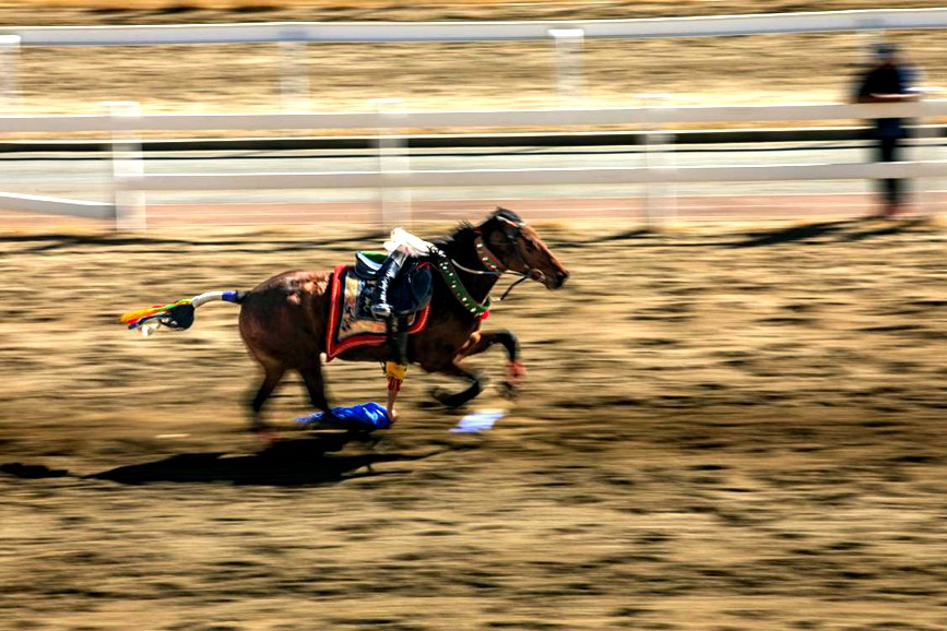 藏歷新年，精彩的馬術(shù)表演。張靜攝