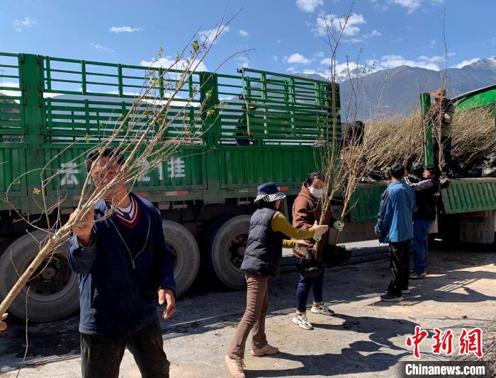 民眾搬運苗木。　昌都市芒康縣委宣傳部供圖