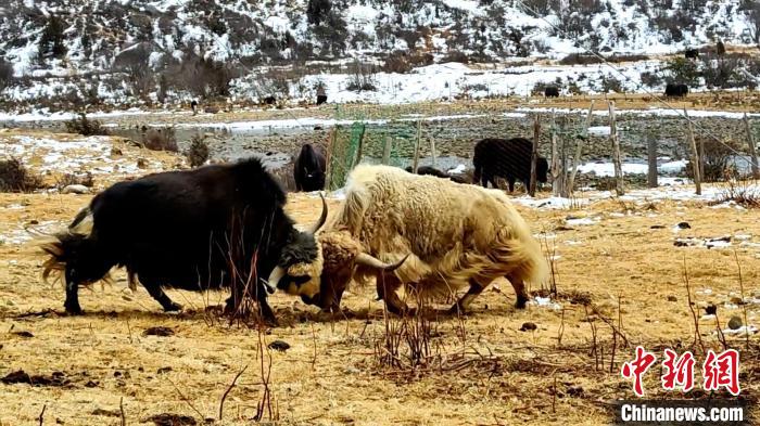 圖為角木那村生態(tài)散養(yǎng)的牦牛正在嬉戲?！“蜕Ｇ?　攝