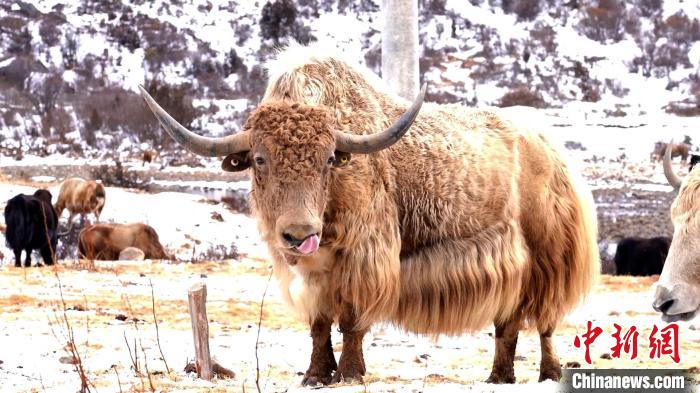 圖為角木那村生態(tài)散養(yǎng)的牦牛?！“蜕Ｇ?　攝