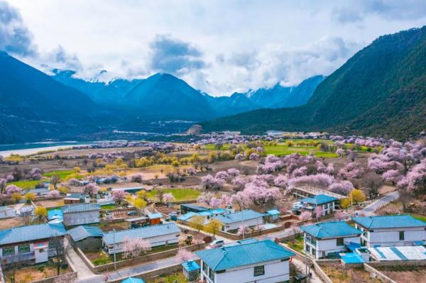 人間桃花源！林芝桃花有多絕？