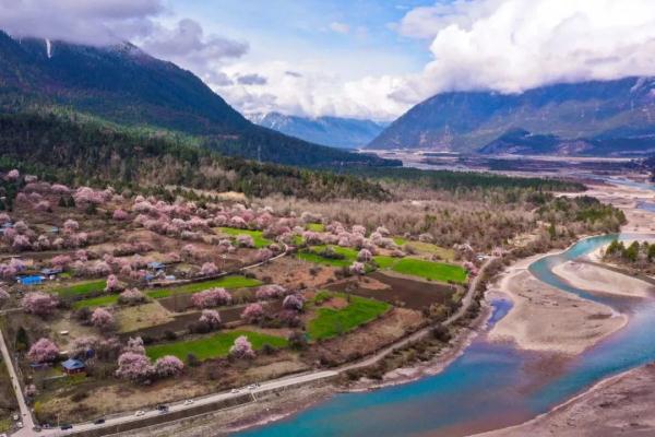 人間桃花源！林芝桃花有多絕？