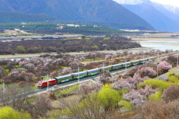 人間桃花源！林芝桃花有多絕？