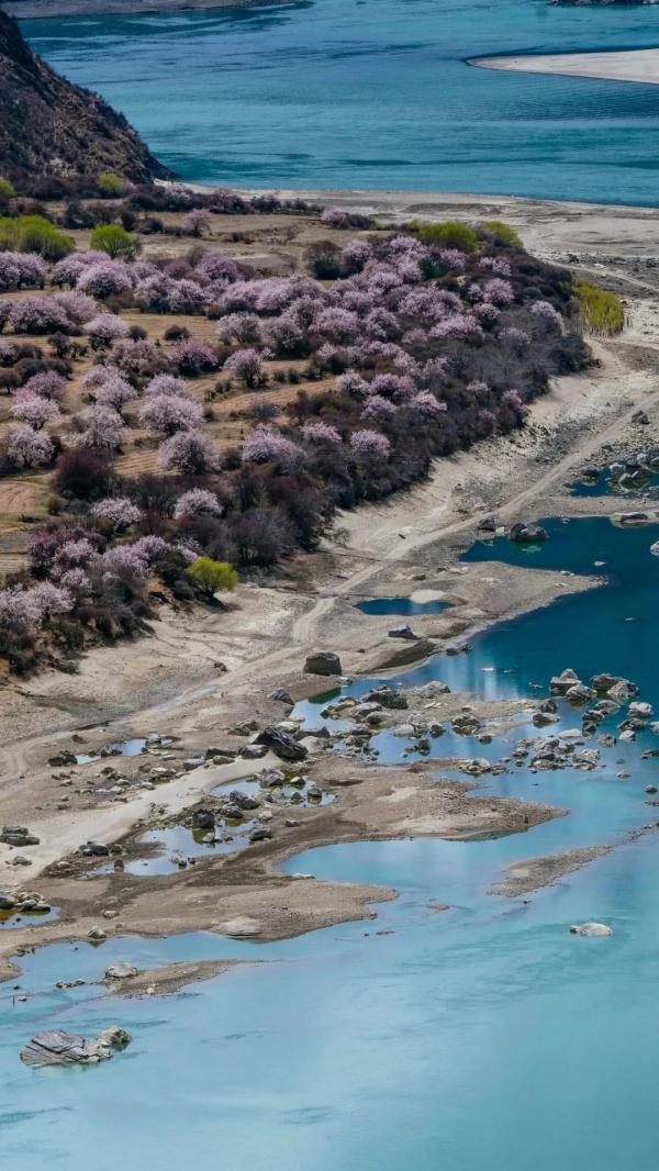 人間桃花源！林芝桃花有多絕？