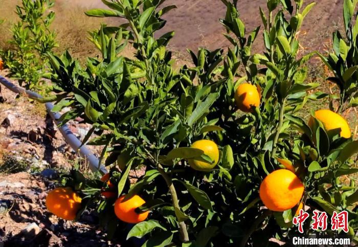 昌都芒康縣依托“兩江流域”干熱河谷地帶地理優(yōu)勢將康巴蜜橘、蘋果、甜石榴、葡萄、蜜桃等經(jīng)濟(jì)林木種植?！〔际忻⒖悼h委宣傳部供圖