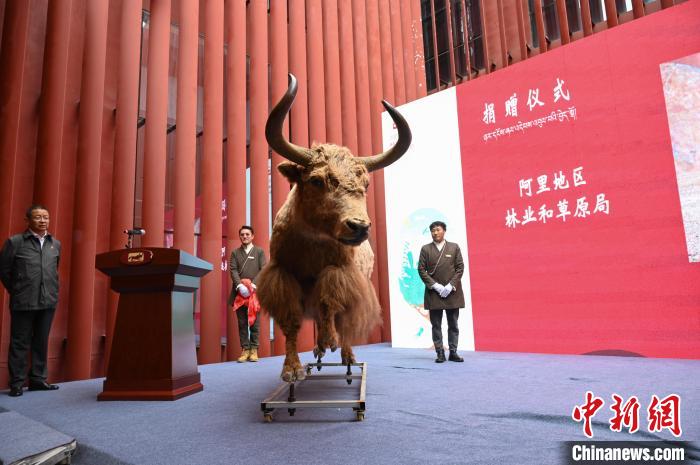 圖為阿里地區(qū)林草局捐贈的金絲野牦牛標本?！≮w朗 攝