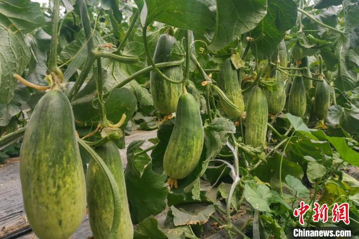 西藏海拔4400多米康馬縣甜瓜、西瓜豐收