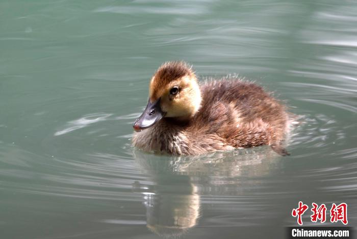 圖為6月22日，棲息在拉魯濕地的白眼潛鴨。　李林 攝