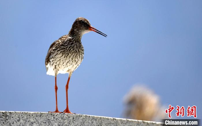 圖為6月22日，棲息在拉魯濕地的紅腳鷸?！±盍?攝