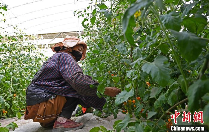 圖為巴珍在地里勞作。　趙朗 攝