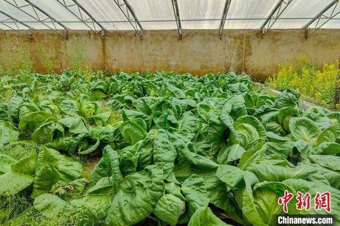 公珠湖執(zhí)勤點的大棚蔬菜，種菜是該執(zhí)勤點輪換民警們的日常?！↓埿▲P 攝