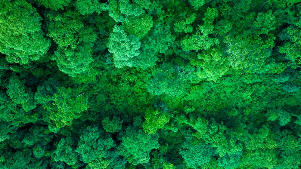 森林覆蓋率達(dá)到50%以上，滿目皆綠。益西曲批攝