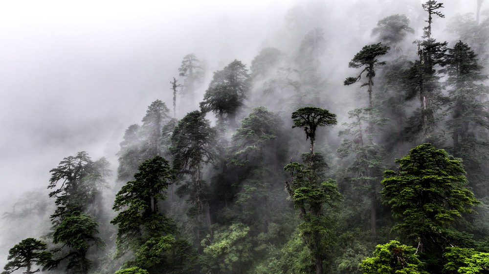 水霧蒸騰，滿目皆綠。張澤坤攝