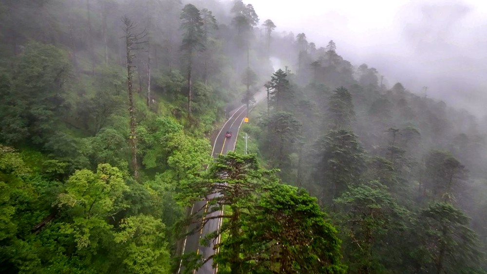 穿行于綠色間。張澤坤攝