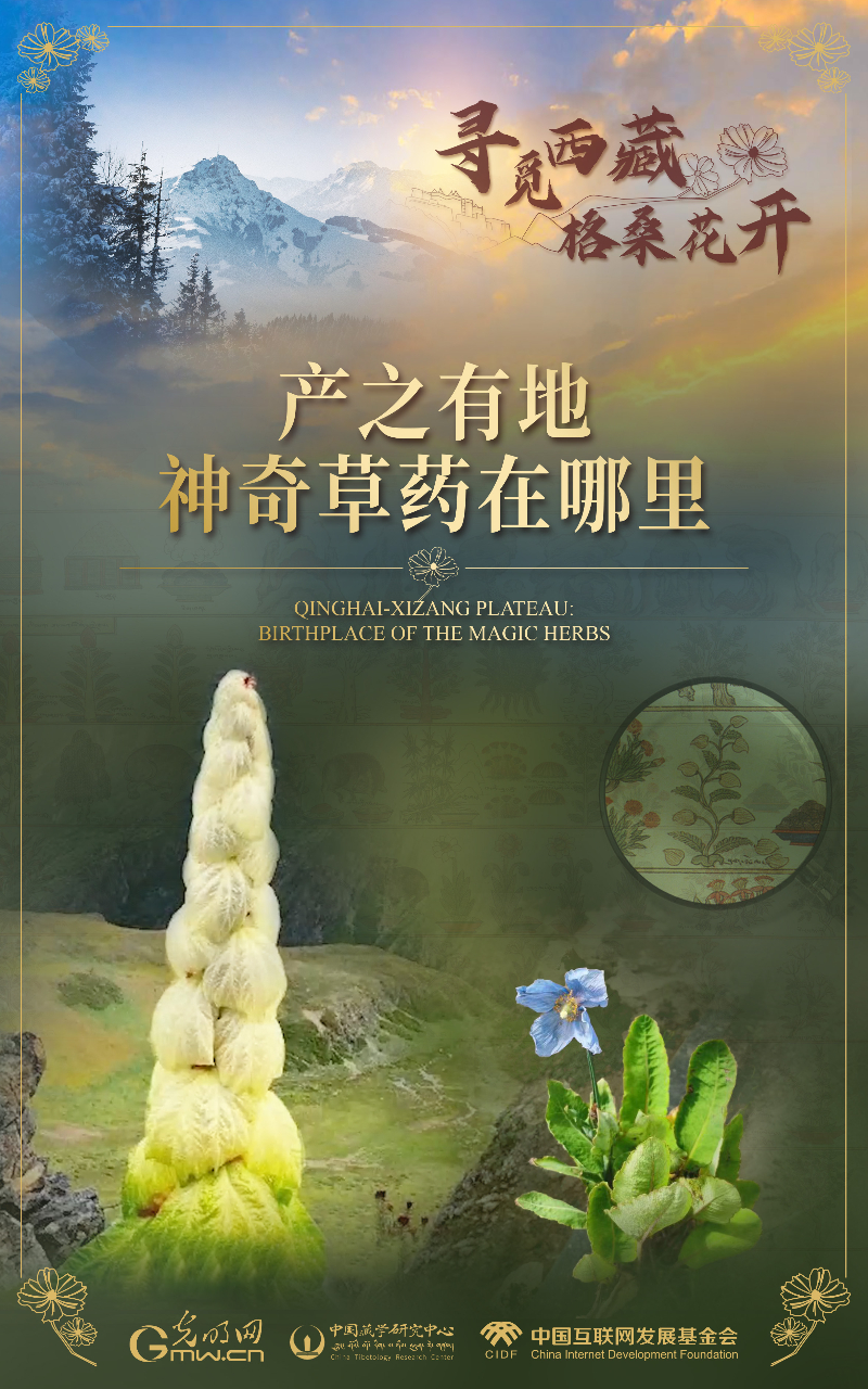 【尋覓西藏·格?；ㄩ_】產(chǎn)之有地：神奇草藥在哪里