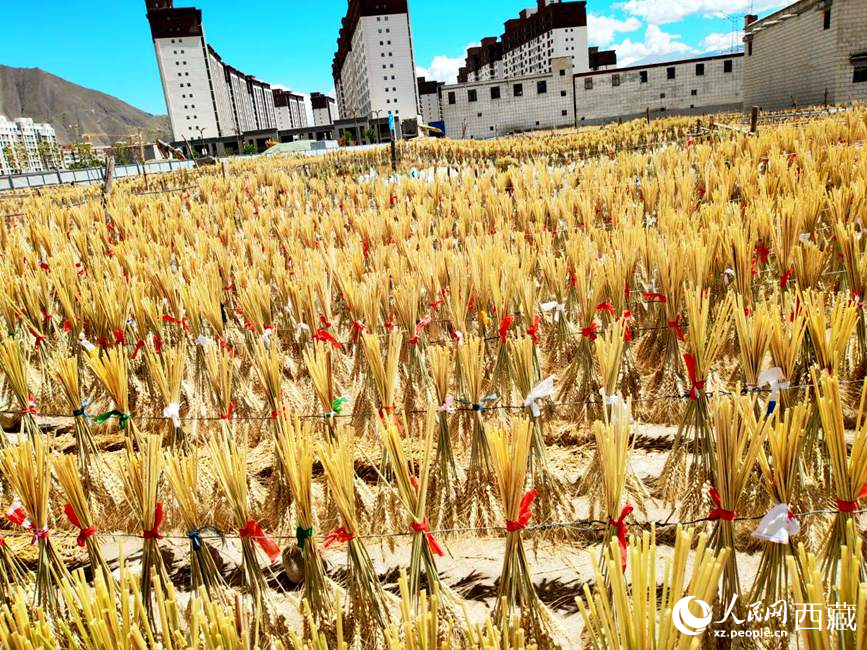 整個村莊沉浸在收獲的喜悅中。人民網(wǎng) 李海霞攝